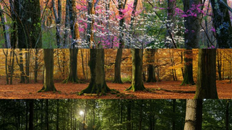 Desktop Fun Forests Panoramic Theme For Windows Rt Dual Monitor