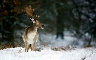 Winter Snow Deer Wallpaper