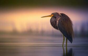 Wallpaper Nature Bird Egretta Tricolor Tricolored Heron Image