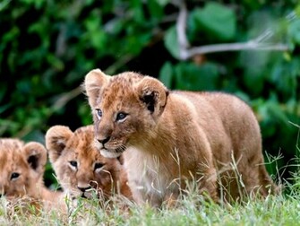 Lion Cubs Wallpaper HD Pictures Image Background