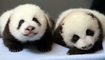 Cute Panda Wallpaper HD