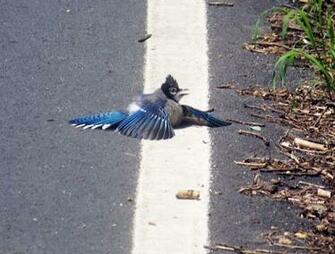 HD Desktop Wallpaper Blue Jay
