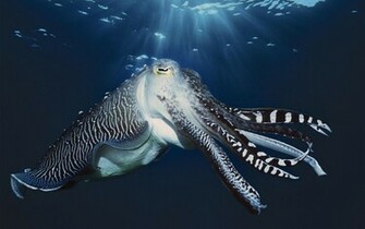 Animal Broadclub Cuttlefish Wallpaper