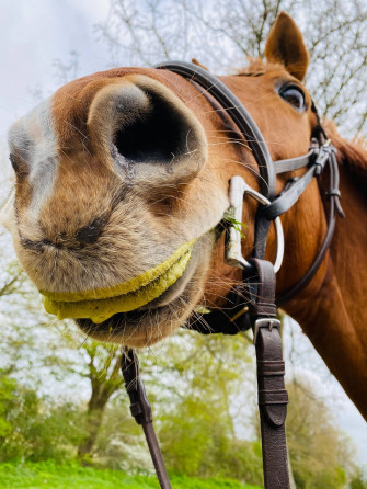 Horse Face Wallpaper