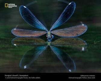 Funny Dragonfly Wallpaper For Desktop