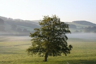 Oak Tree Wallpaper
