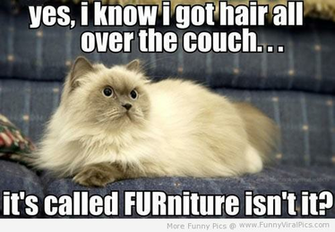 Funny Animals With Captions HD Wallpaper