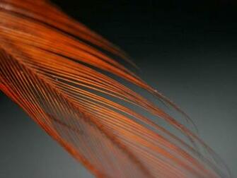 Feather Desktop Pc And Mac Wallpaper