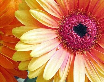 Beautiful Wallpaper Gerbera And Daisy Flower