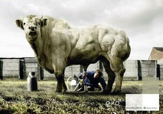 Pics Photos Cow Funny Wallpaper