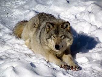 North American Timber Wolf Snow Wolves Winter F Wallpaper
