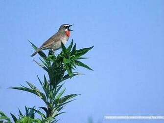 Bird Photography Vol Birds Variety Wallpaper On Branches