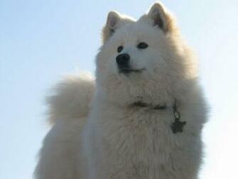 Samoyed Wallpaper