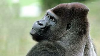 Silver Back Gorilla Wallpaper For Android Apk