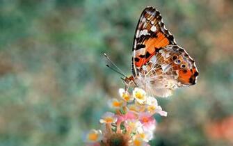 Butterfly Wallpaper HD