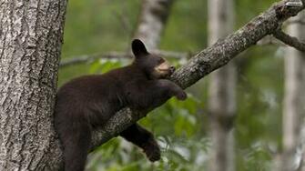 Sleeping Bear Wallpaper