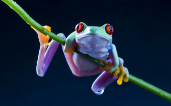 HD Frog Wallpaper