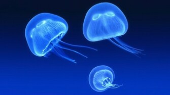 Jelly Fish Wallpaper