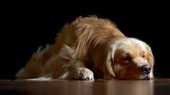 Sleeping Dog HD Desktop Wallpaper Widescreen High