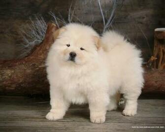 Pics Photos Chow Puppy Wallpaper Dogs
