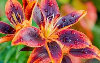 Gorgeous Lily Flower Wallpaper X Wallpaperlayer