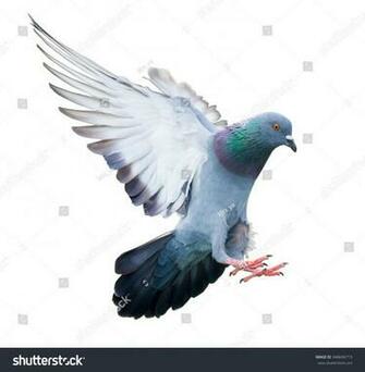 T Rker Okullu On Kuslar Pigeon Bird Flying Birds