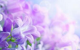 Purple Flower Background