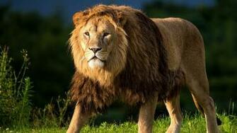 Aslan Resim Sayfa