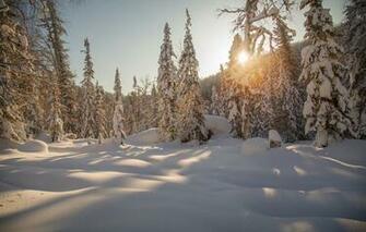 Wallpaper Winter Forest Snow Trees Ate The Russia