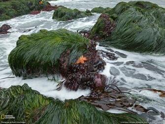 Sea Grass Picture Pacific Coast Wallpaper National Geographic