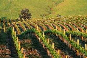 Travel Trip Journey Napa Valley California Usa