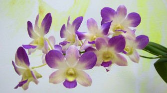 Orchids Wallpaper