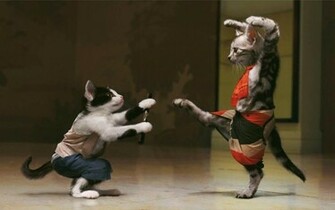 Funny Cats Fight Wallpaper Jpg