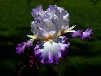 Purple Iris Wallpaper