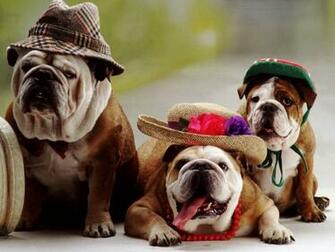 American Bulldog Pitbull Mix Wallpaper