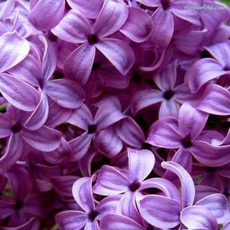 Lilac Flower Wallpaper Flowers Pictures