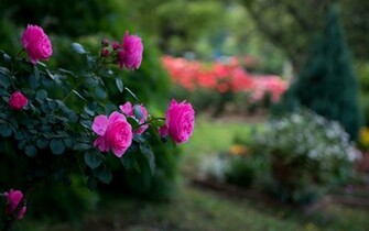 Awesome Pink Roses HD Wallpaper