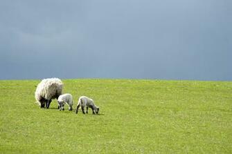 Spring Lamb Wallpaper