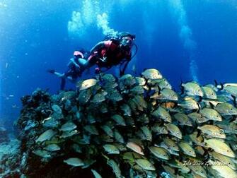 Scuba Diving Underwater HD Wallpaper General ExpoImage