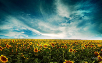 Daisy Aesthetic Computer X Wallpaper