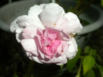 Pink And White Flower Wallpaper