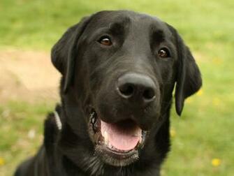 Black Labrador Retriever HD Wallpaper Dogbreedswallpaper