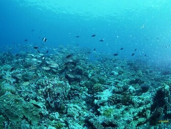Under The Sea Wallpaper