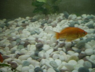 Gold Fish Wallpaper