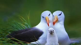 Birds And Blooms Wallpaper Amazing