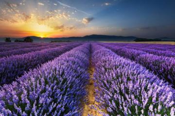 Lavender Wallpaper