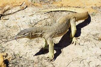 Sand Goanna By Ribbonworm