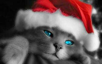 Christmas Kitty Kittens Wallpaper