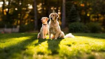 Dogs Desktop Wallpaper High Definition Quality
