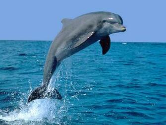 Indian National Aquatic Animal Is Dolphin